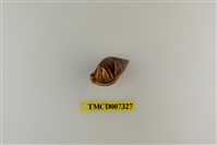 藏品(短腕陸寄居蟹)的圖片